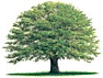 庭木の伐採・処分、網戸の取付け・張り替え、ご遺品整理 / 大田区
